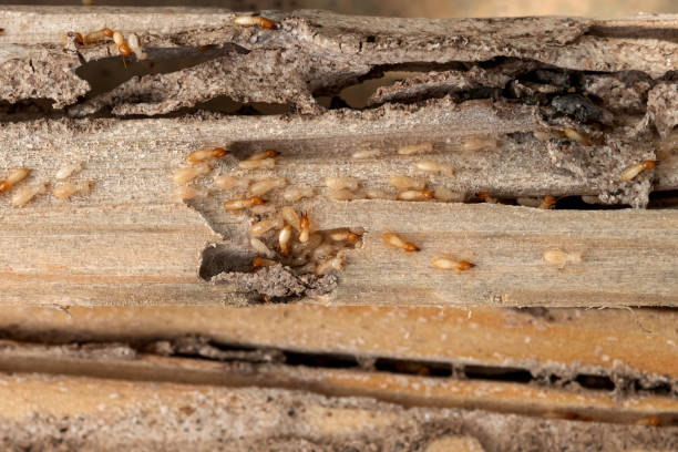 Best Affordable Pest Control Services  in Awendaw, SC
